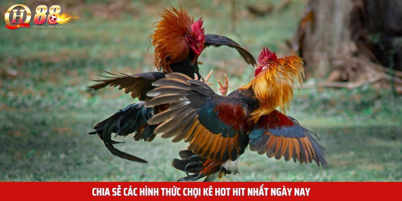Chia sẻ các hình thức chọi kê hot hit nhất ngày nay