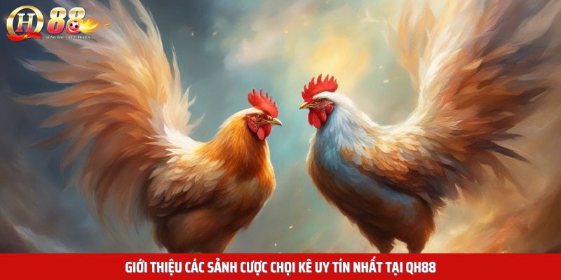 Giới thiệu các sảnh cược chọi kê uy tín nhất tại QH88