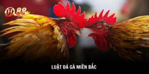 luật đá gà miền bắc