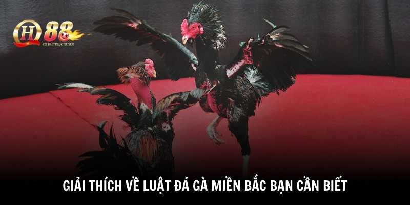 Giải thích về luật đá gà miền Bắc bạn cần biết