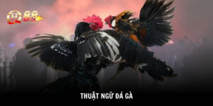 thuật ngữ đá gà