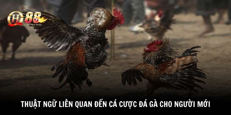 Thuật ngữ liên quan đến cá cược đá gà cho người mới 