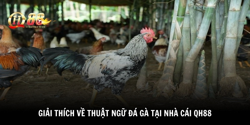 Giải thích về thuật ngữ đá gà tại nhà cái QH88 