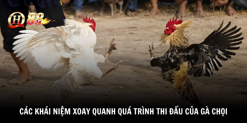 Các khái niệm xoay quanh quá trình thi đấu của gà chọi 