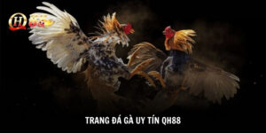 trang đá gà uy tín Qh88