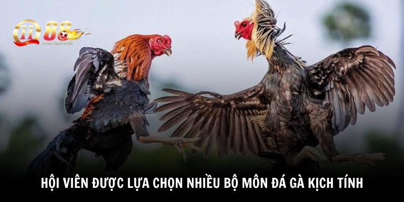 Hội viên được lựa chọn nhiều bộ môn đá gà kịch tính