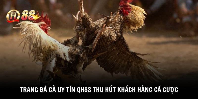 Trang đá gà uy tín QH88 thu hút khách hàng cá cược