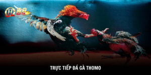 trực tiếp đá gà Thomo