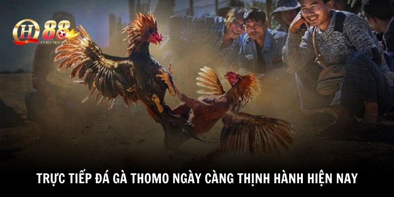 Trực tiếp đá gà Thomo ngày càng thịnh hành hiện nay