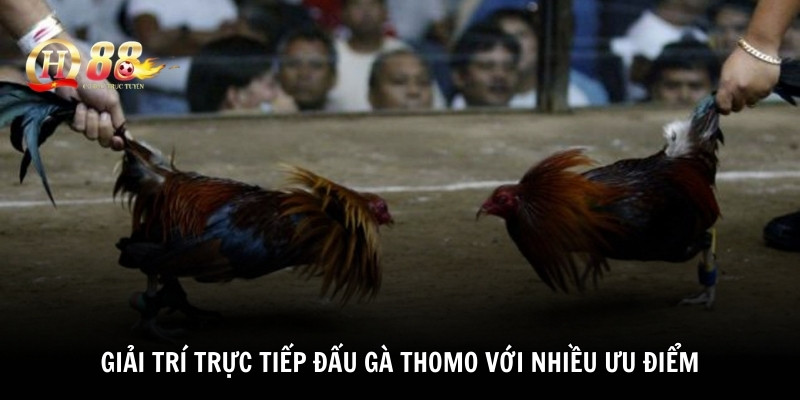 Giải trí trực tiếp đấu gà Thomo với nhiều ưu điểm
